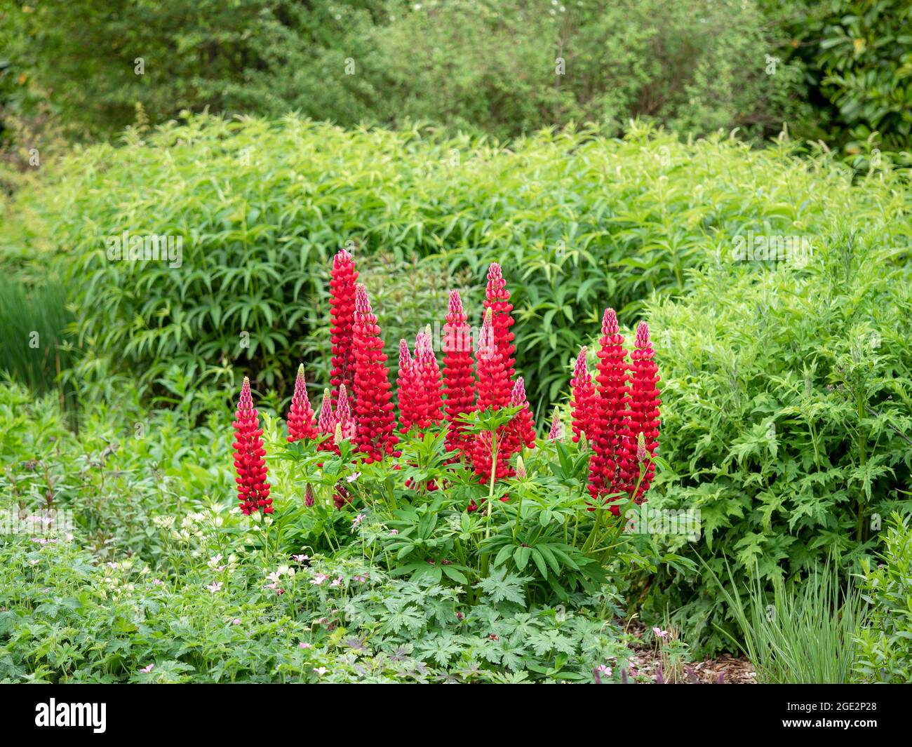 Lupini rossi fioriti in un giardino estivo Foto Stock