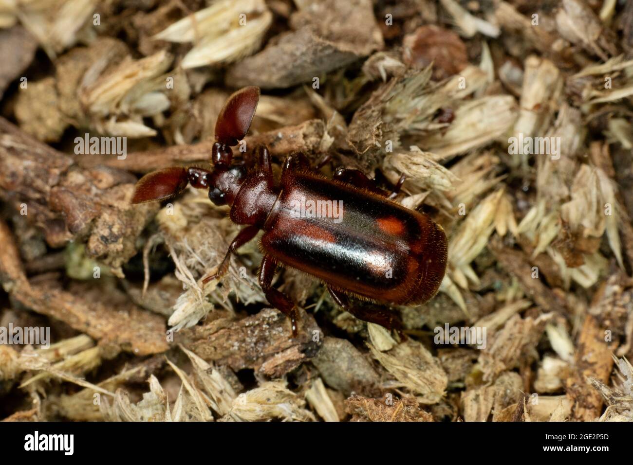 Beetle, Cerapterus pilipennis Wasmann, 1922, Satara, Maharashtra, India Foto Stock