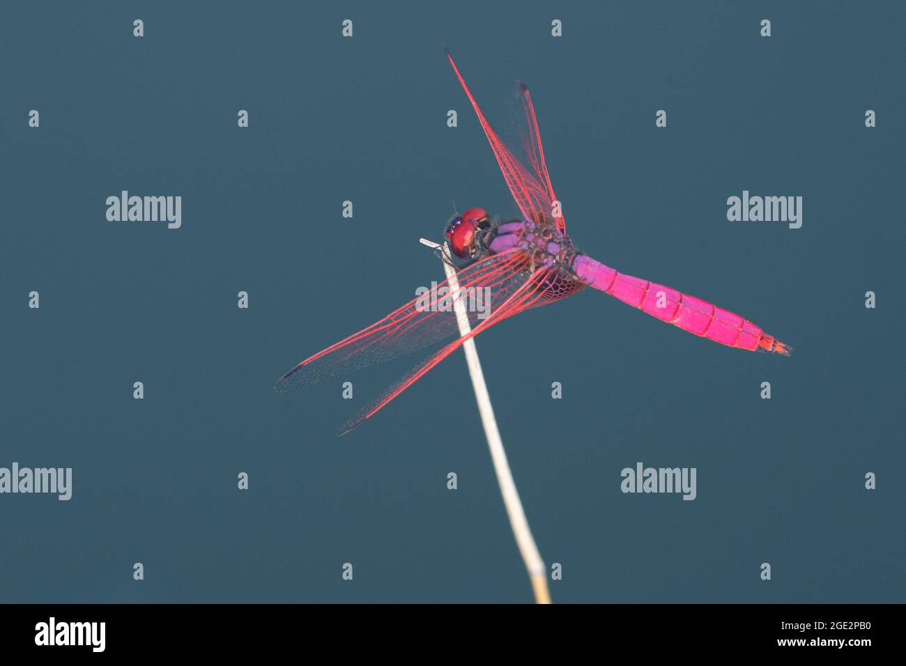 Deltaplano di palude di Chrimson, primo piano, Trithemis aurora, Satara, Maharashtra, India Foto Stock