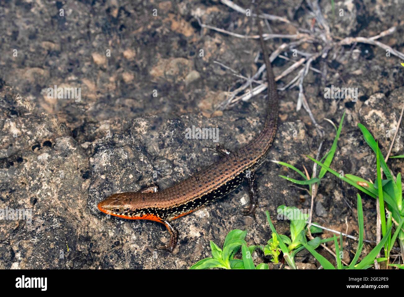 Dorsale di serpente skink, Eutrophis macularia, Satara, Maharashtra, India Foto Stock