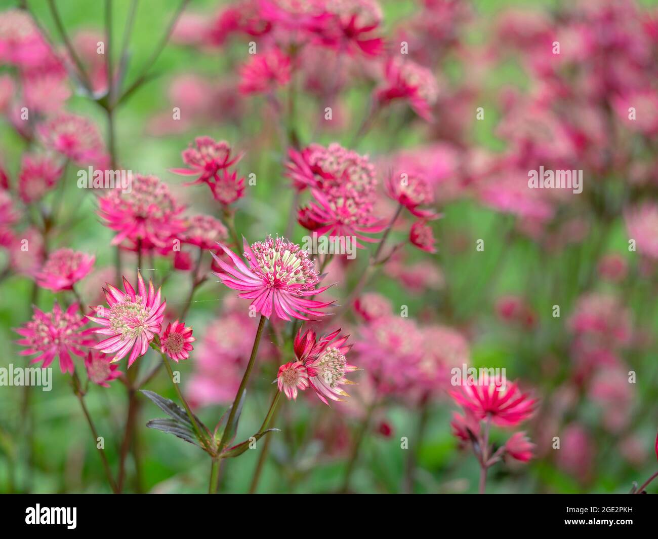 Fiori graziosi di Astrantia magistrale Major Ruby Star Foto Stock