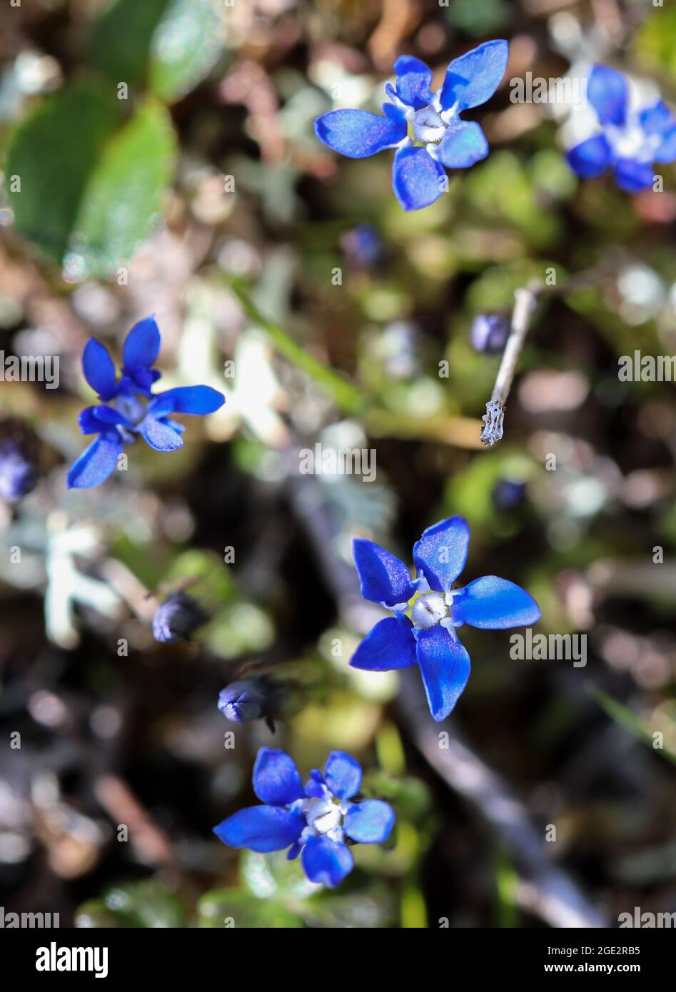 Genziana Alpina Foto Stock