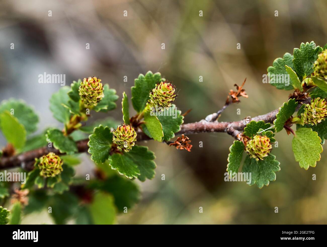 Betulla nana Foto Stock