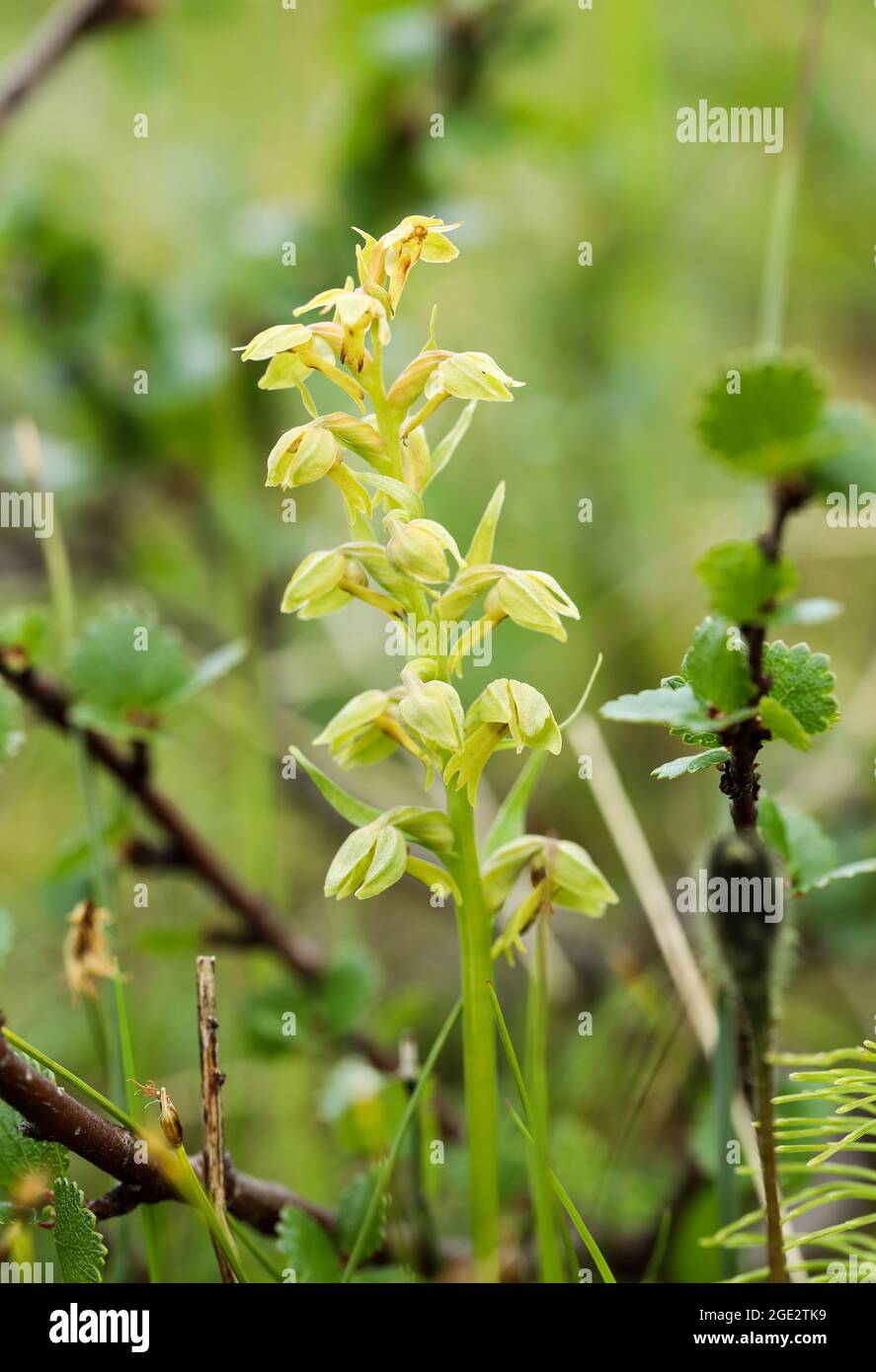 Orchidea di rana Foto Stock