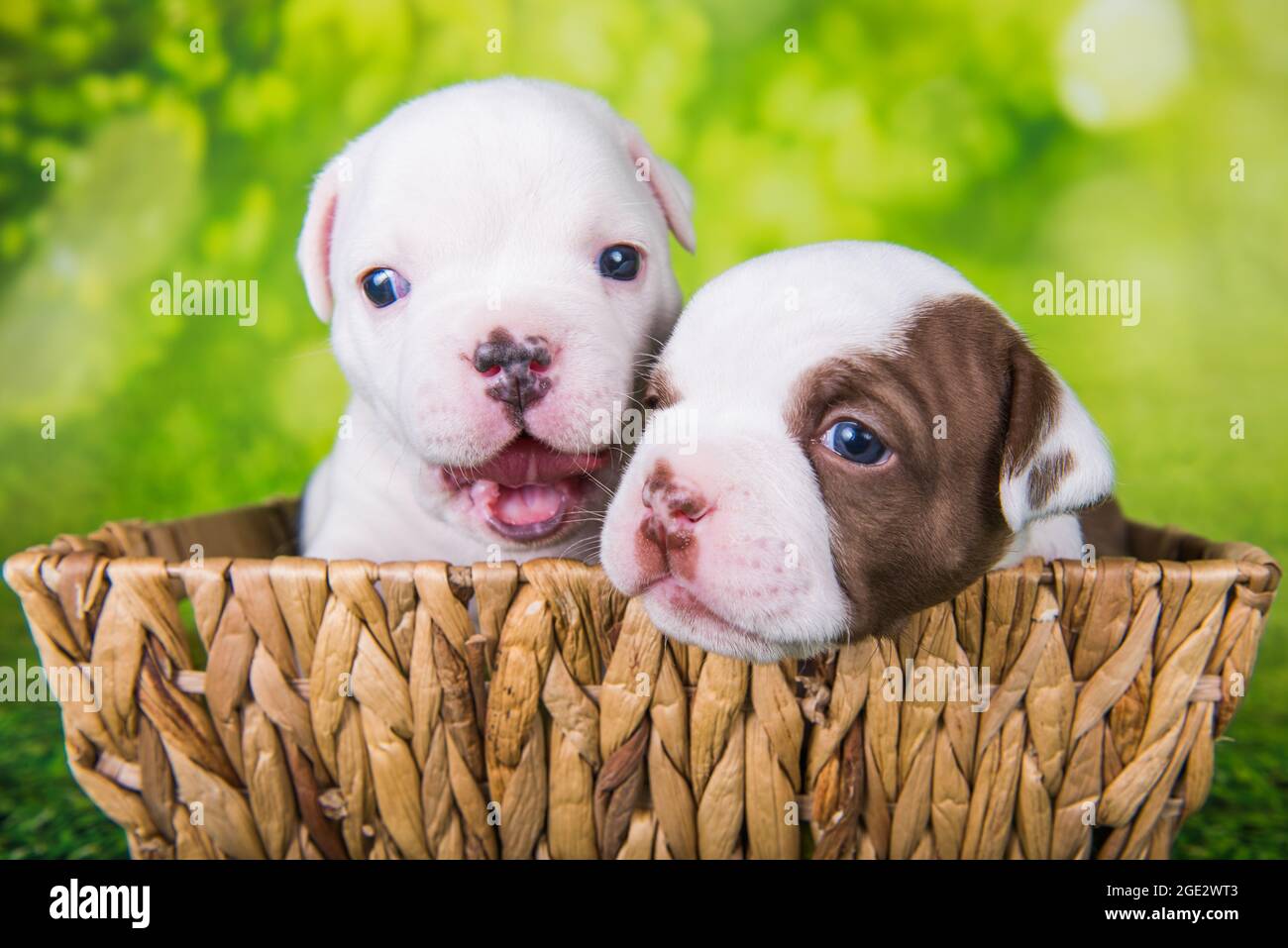 Due divertenti cuccioli American Bullies su sfondo verde Foto Stock