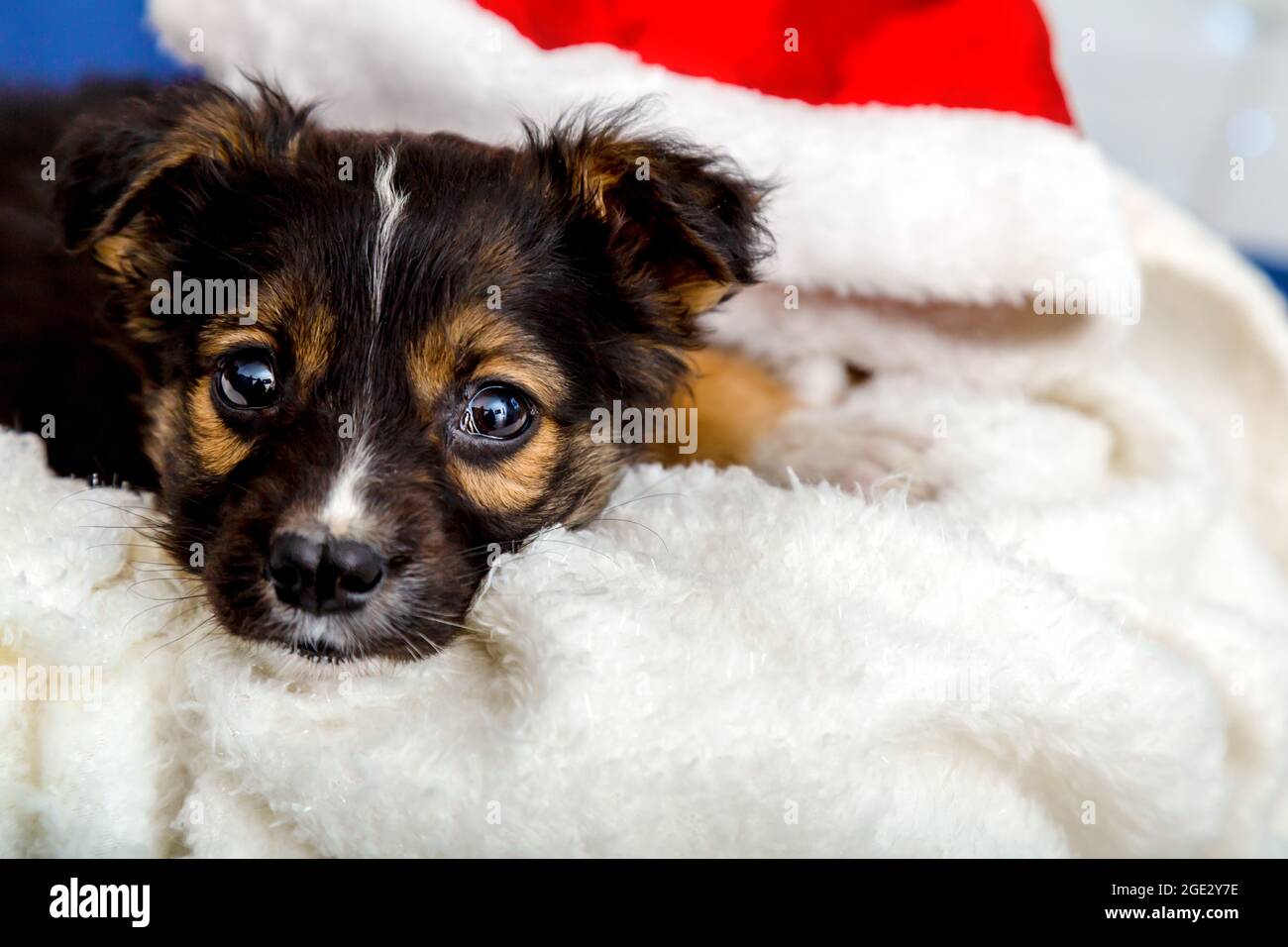 Ritratto di cucciolo nero di triste cucciolo solitario. Il cane si trova vicino al cappello di babbo natale di Capodanno a casa su morbida coperta bianca. Cane annoiato a casa Foto Stock
