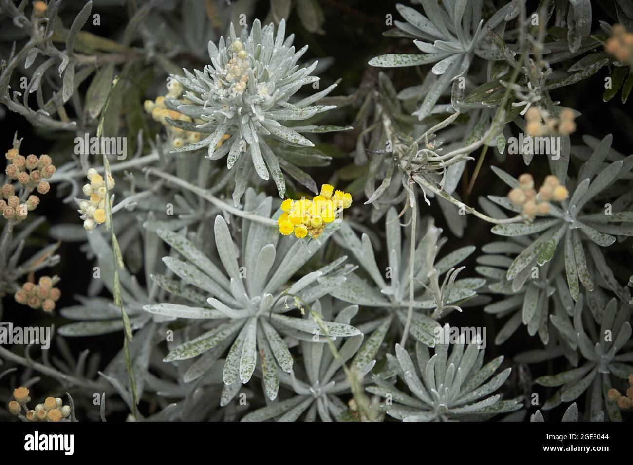 Helichrysum italicum in fiore, gruppo giallo arrotondato di piccoli fiori con foglie d'argento. Foto Stock