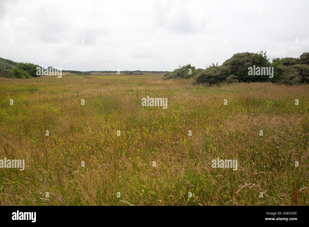 Valle delle dune fiorite con battiti gialli (Rhinanthus), Ouddorp, Goeree-Overflakkee; Olanda del Sud, Paesi Bassi Foto Stock