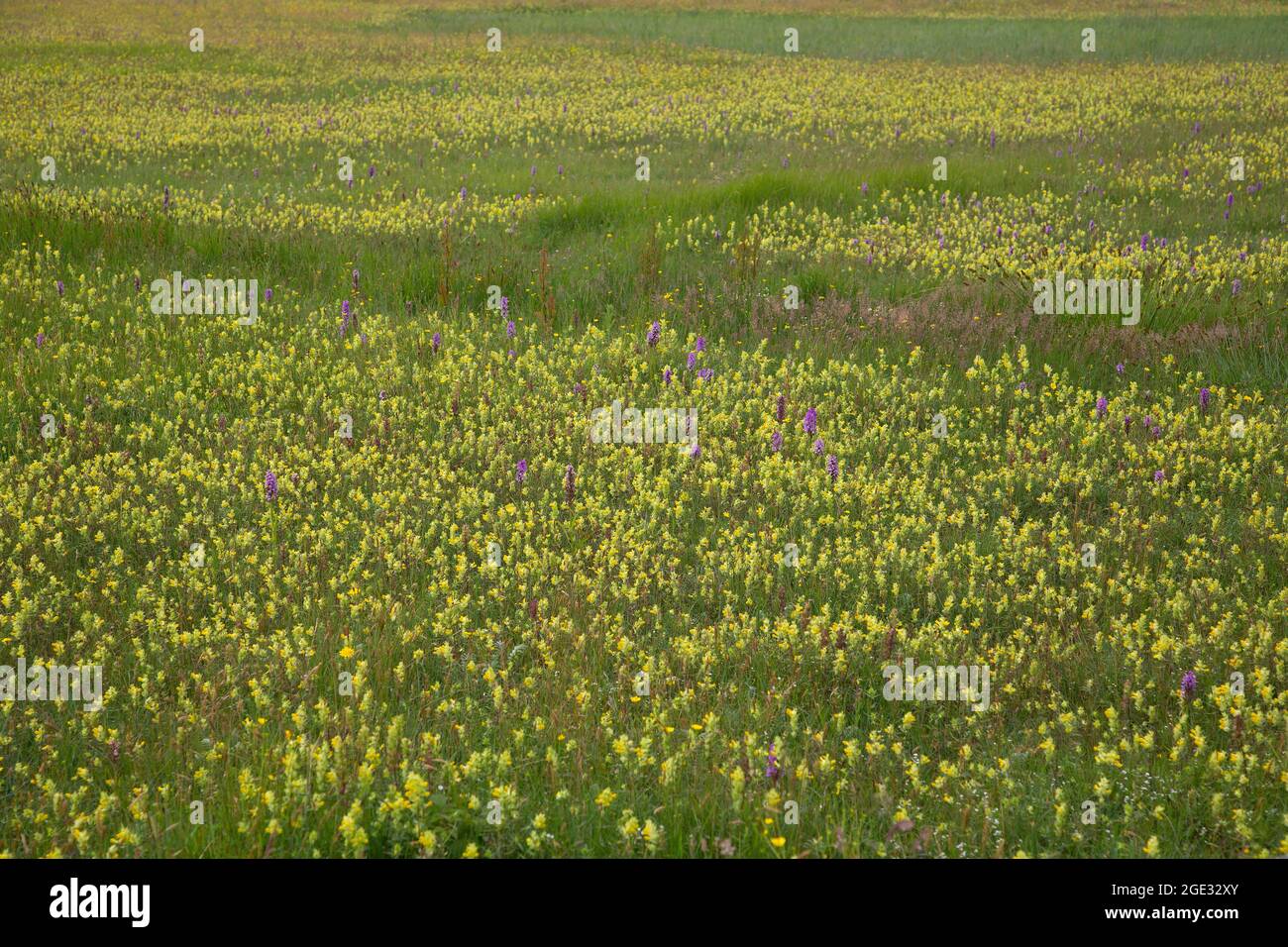 Valle delle dune fiorite con battiti gialli (Rhinanthus) e orchidea porpora del sud (Dactylorhiza praetermissa), Ouddorp, Goeree-Overflakkee; S Foto Stock