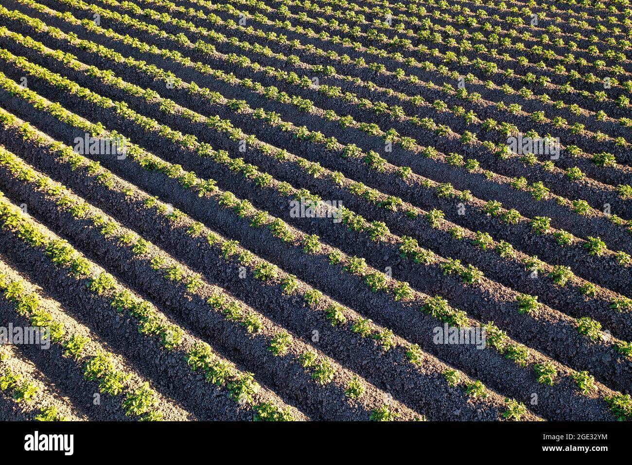 Paesi Bassi, Noordbeemster, piante di patate. Sondaggio Beemster. Sito patrimonio dell'umanità dell'UNESCO. Foto Stock