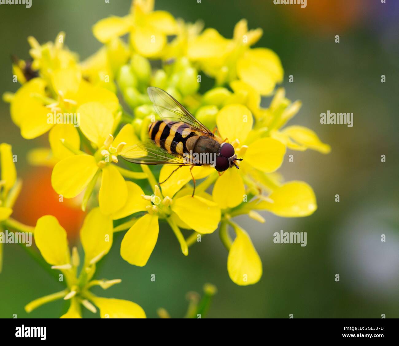 Hoverfly Syrphus ribesii su ravizzone fiorito (Brassica napus) Foto Stock
