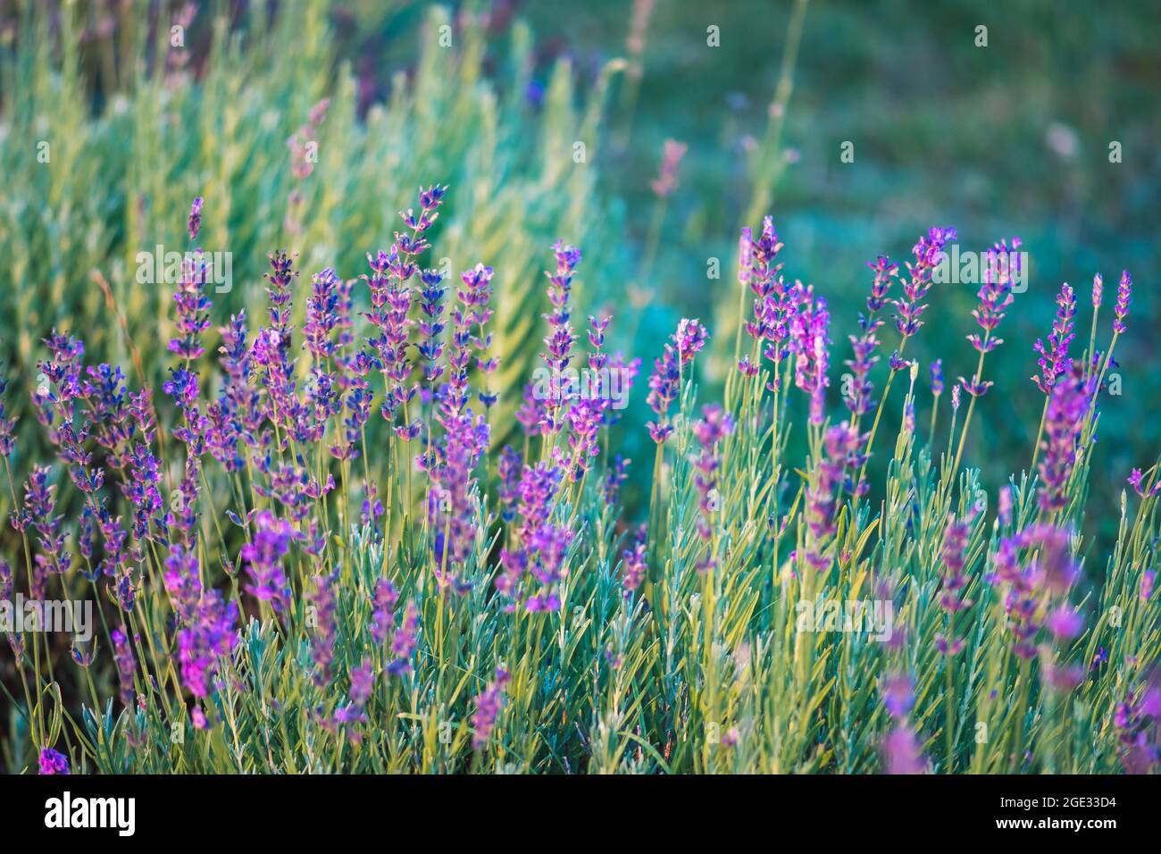 Soft focus fiori bellissimi fiori di lavanda fioritura, ispiratrice natura sfondo per il relax ed il calmness concept Foto Stock