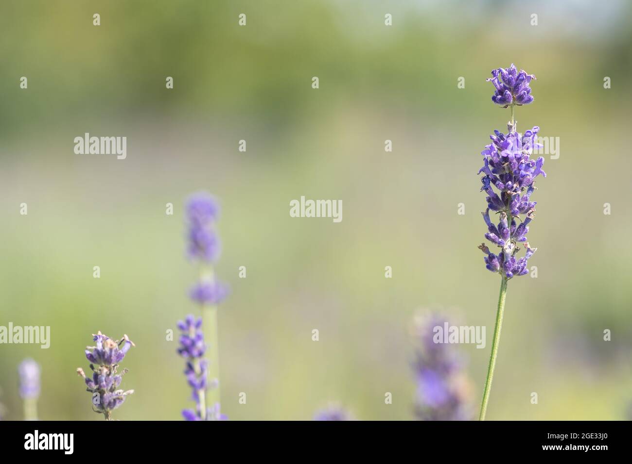 Soft focus fiori bellissimi fiori di lavanda fioritura, ispiratrice natura sfondo per il relax ed il calmness concept Foto Stock