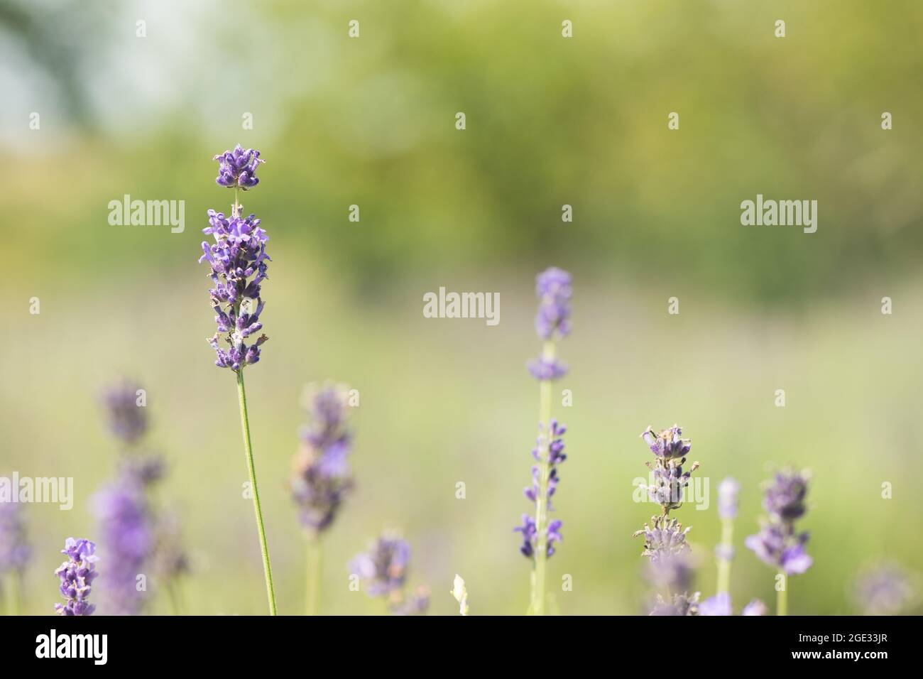 Soft focus fiori bellissimi fiori di lavanda fioritura, ispiratrice natura sfondo per il relax ed il calmness concept Foto Stock