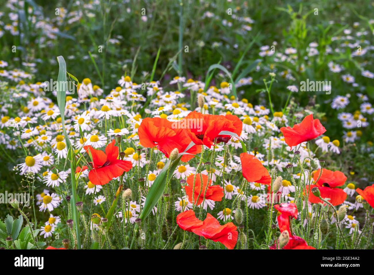 Papaveri e margherite in un prato di fiori in estate, primo piano. Foto Stock