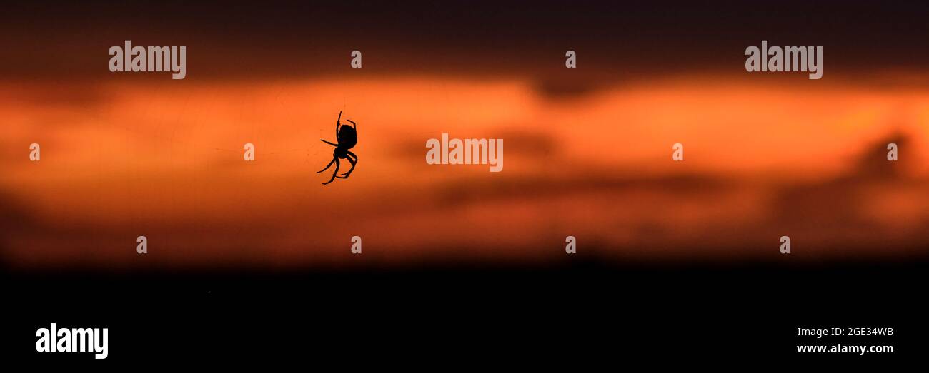 Silhouette di ragno sospeso su web su sfondo di drammatico tramonto rosso e giallo. Foto Stock