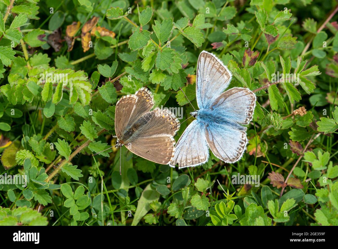 Farfalle blu Chalkhill (Polyommatus coridon), coppia di corteggiamento, comportamento di corte maschile e femminile, Regno Unito Foto Stock