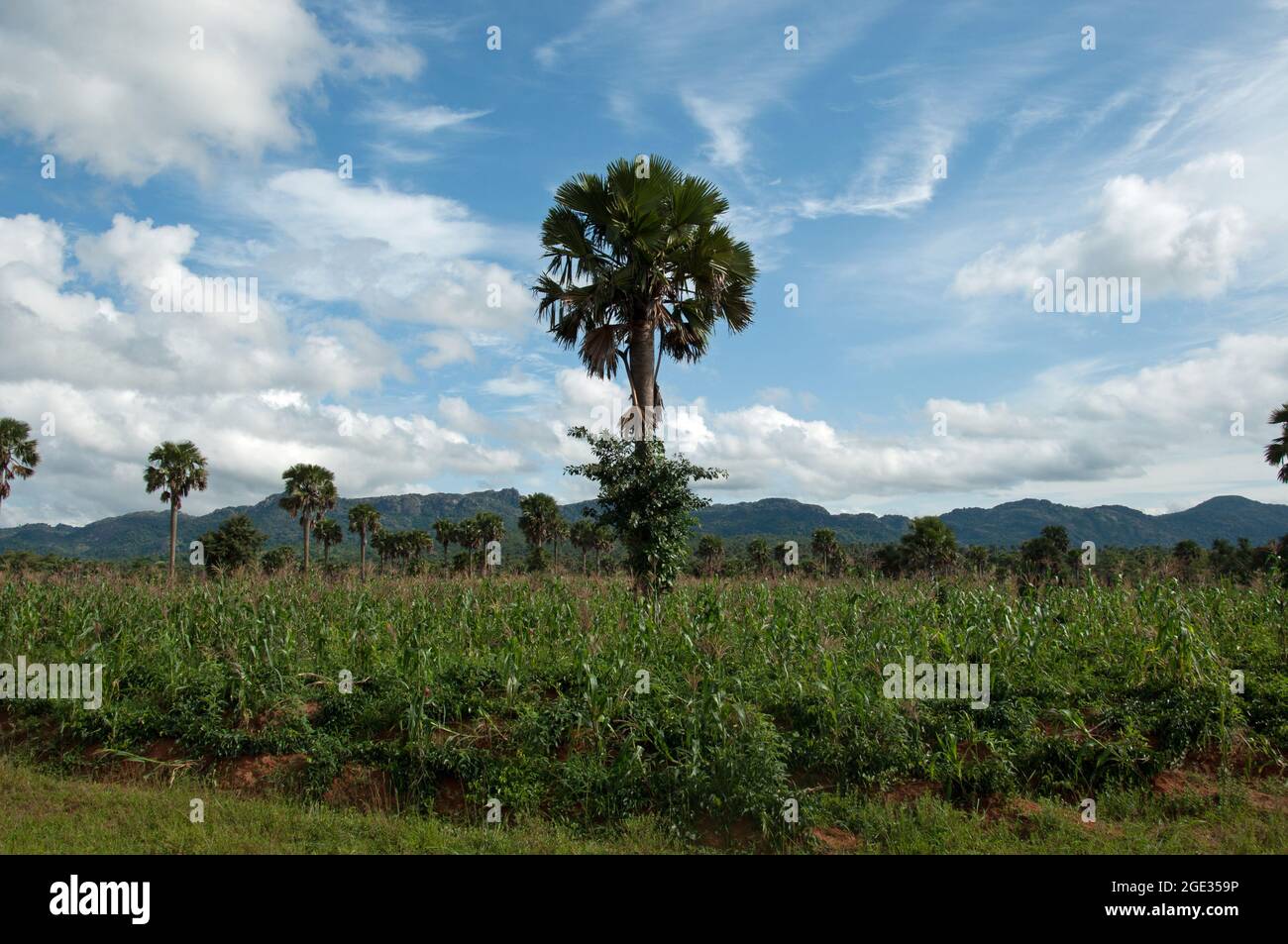 Panorama africano, Stato di Kaduna, Nigeria. Mais che cresce con palme e montagne (Jos Plateau) in lontananza. Foto Stock