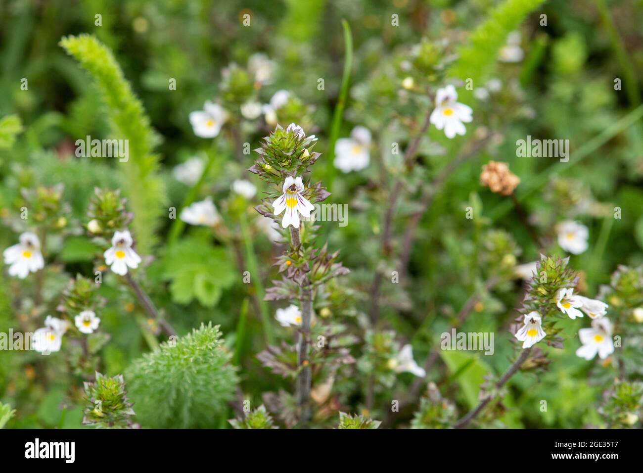 Eyebright (Eufrasia officinalis), un piccolo fiore bianco con vene viola e centri gialli, Regno Unito Foto Stock