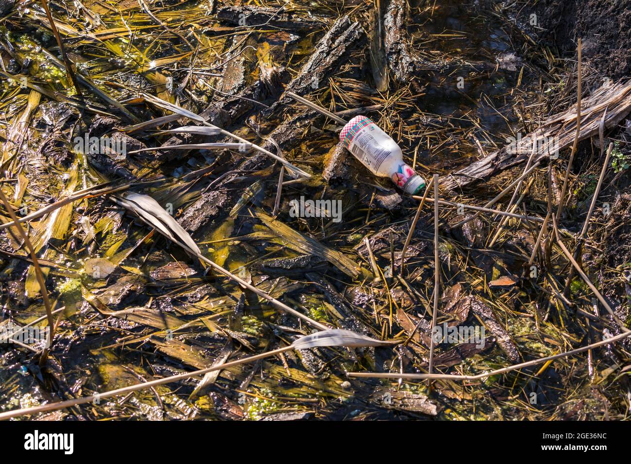 Una bottiglia di plastica inquina un ruscello in una riserva naturale Foto Stock