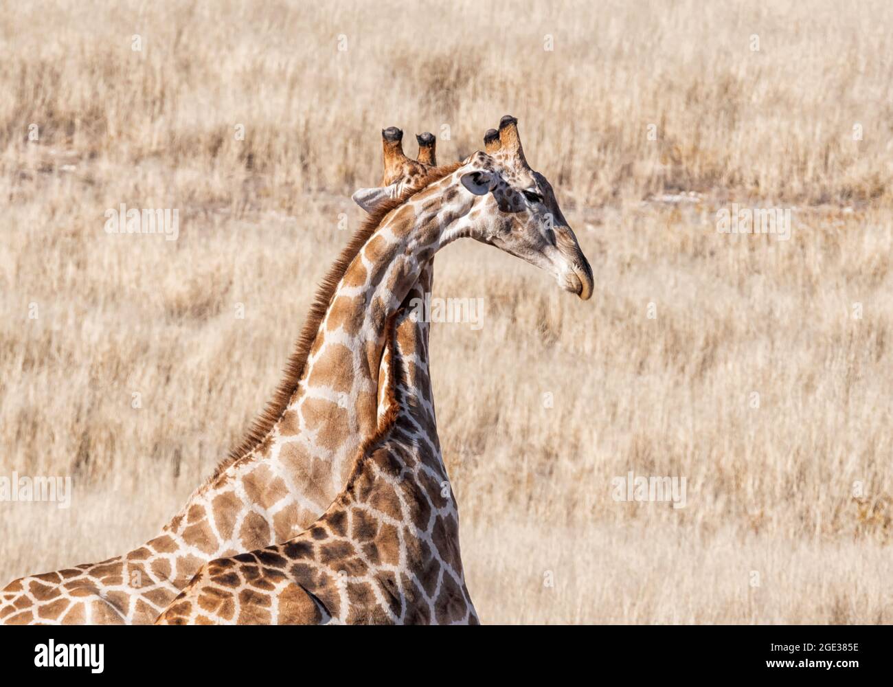 Un paio di giraffe nella savana di Kalahari Foto Stock