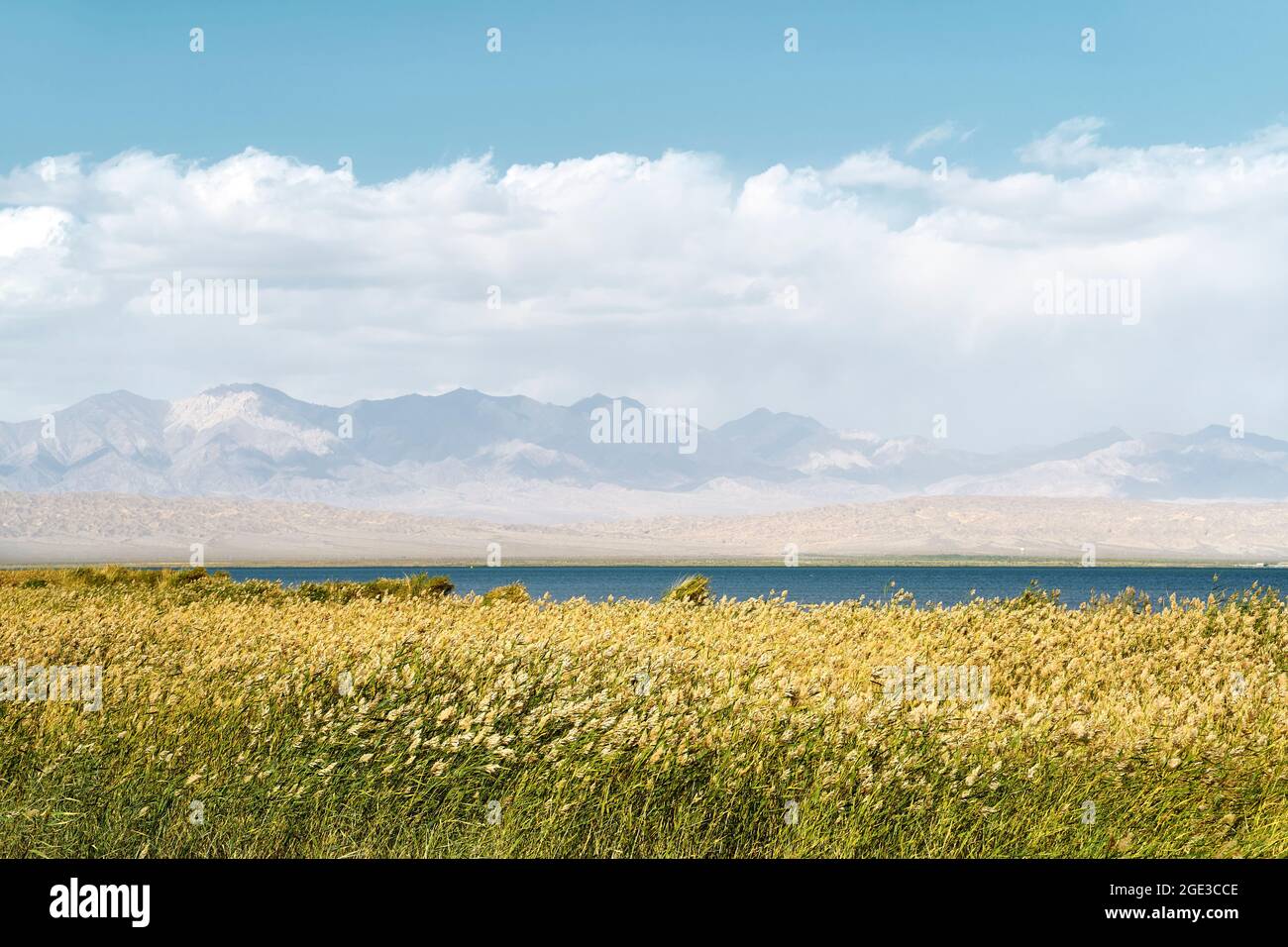 palude di canna con la nuvola di montagna del lago e lo sfondo blu del cielo Foto Stock