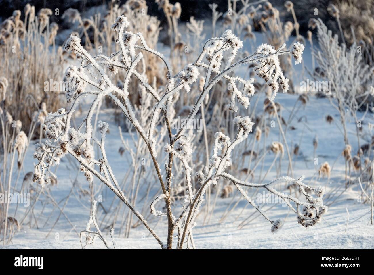 L'erba è coperta di gelo in un inverno soleggiato giornata fredda Foto Stock