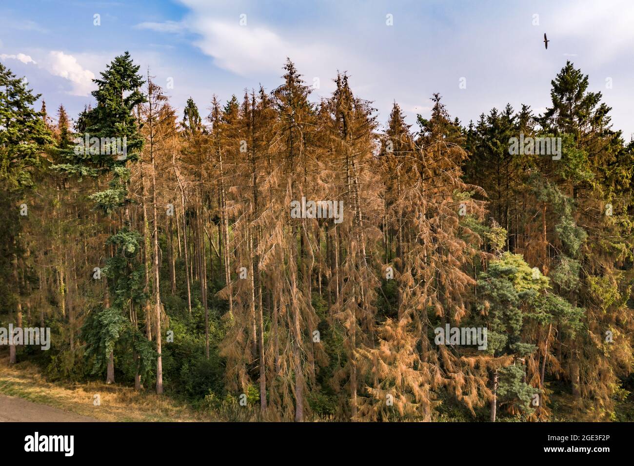 Luftaufnahme Fichtensterben durch den Klimawandel im deutschen Harz Foto Stock