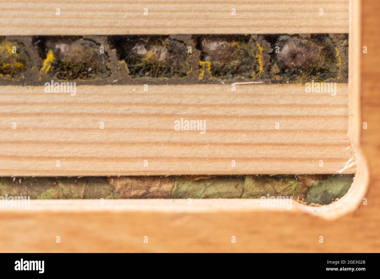 All'interno di un hotel di api che mostra le cellule di allevamento e i bozzoli di un'ape di muratore rosso (in alto) e un'ape di taglio a pezzetti (in basso), Regno Unito Foto Stock