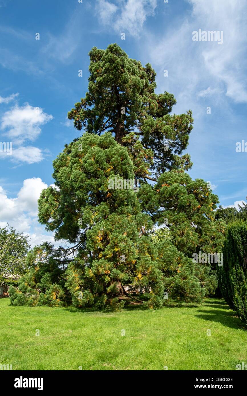 Gigantesco albero di sequoie nel cortile della chiesa di St Mary, Eversley, Hampshire, Regno Unito. Piantato dalla figlia dell'autore Charles Kingsley. Foto Stock