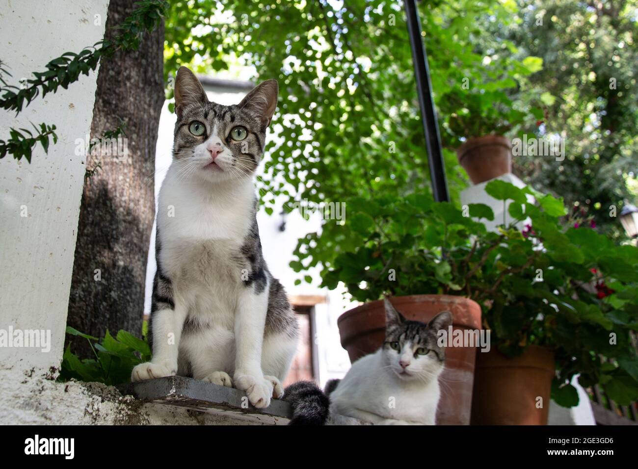 due gatti bianchi a strisce neri e grigi con occhi verdi accanto a vasi di fiori su un patio esterno che guarda dall'alto Foto Stock