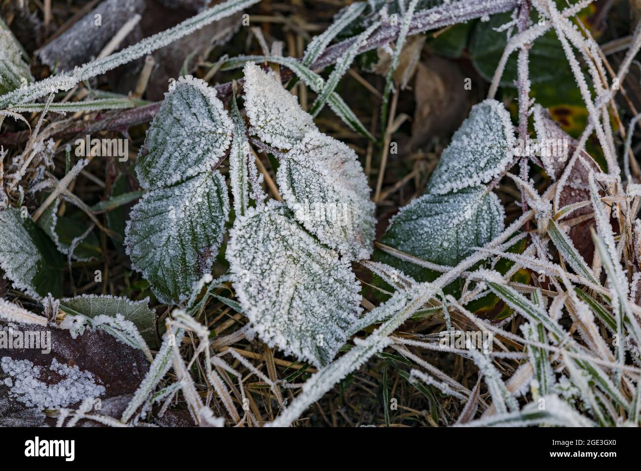 Le foglie verdi cedono al gelo freddo in inverno Foto Stock