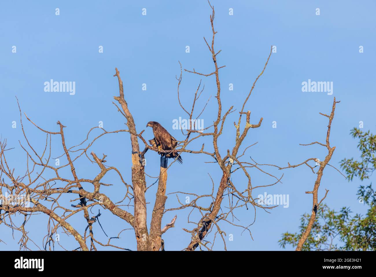 Aquila baldosa immatura nel Wisconsin settentrionale. Foto Stock