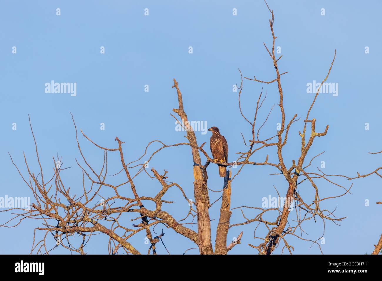 Aquila baldosa immatura nel Wisconsin settentrionale. Foto Stock