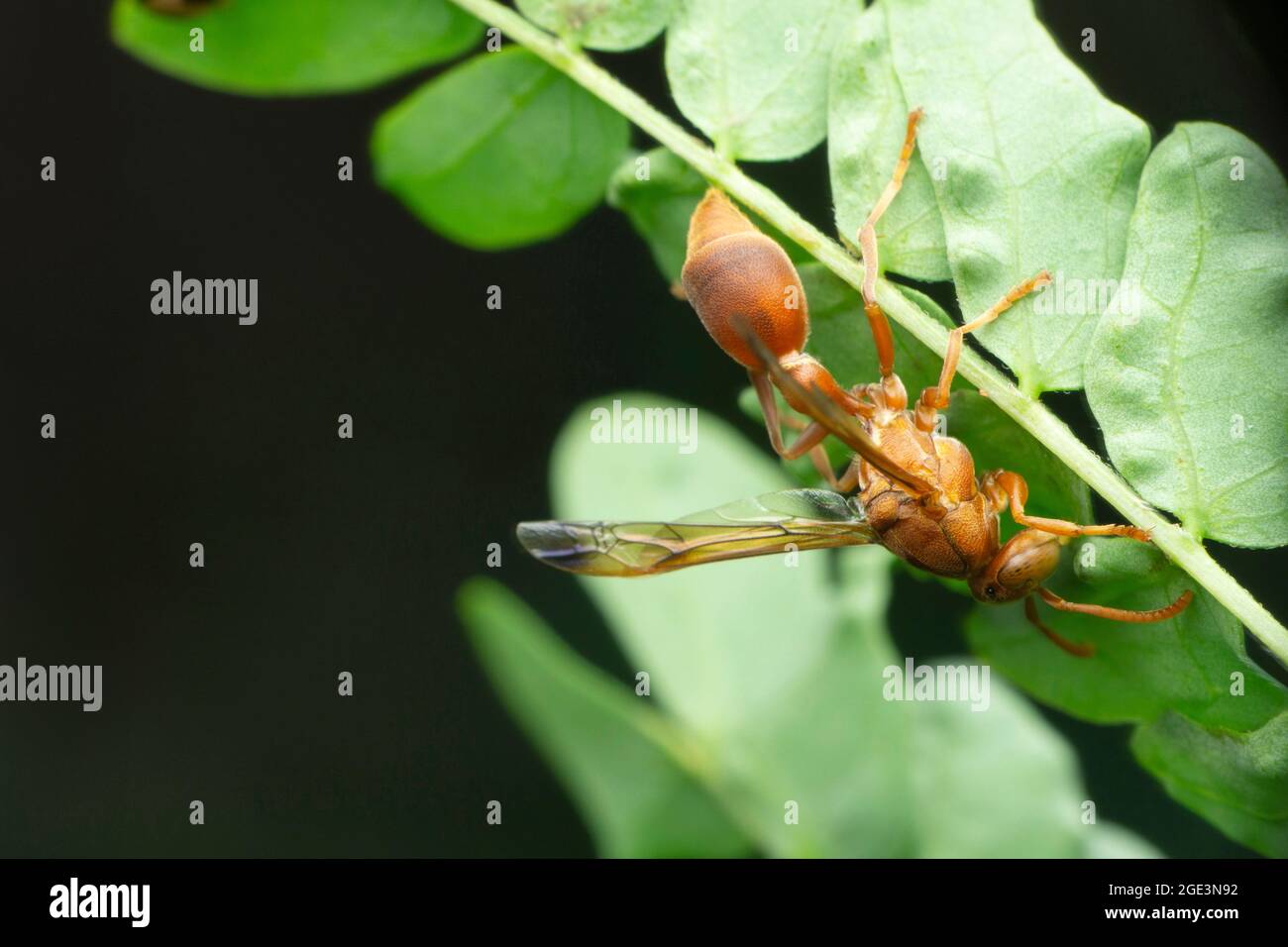 Carta wasp regina, Polistes gallicus, Satara, Maharashtra, India Foto Stock