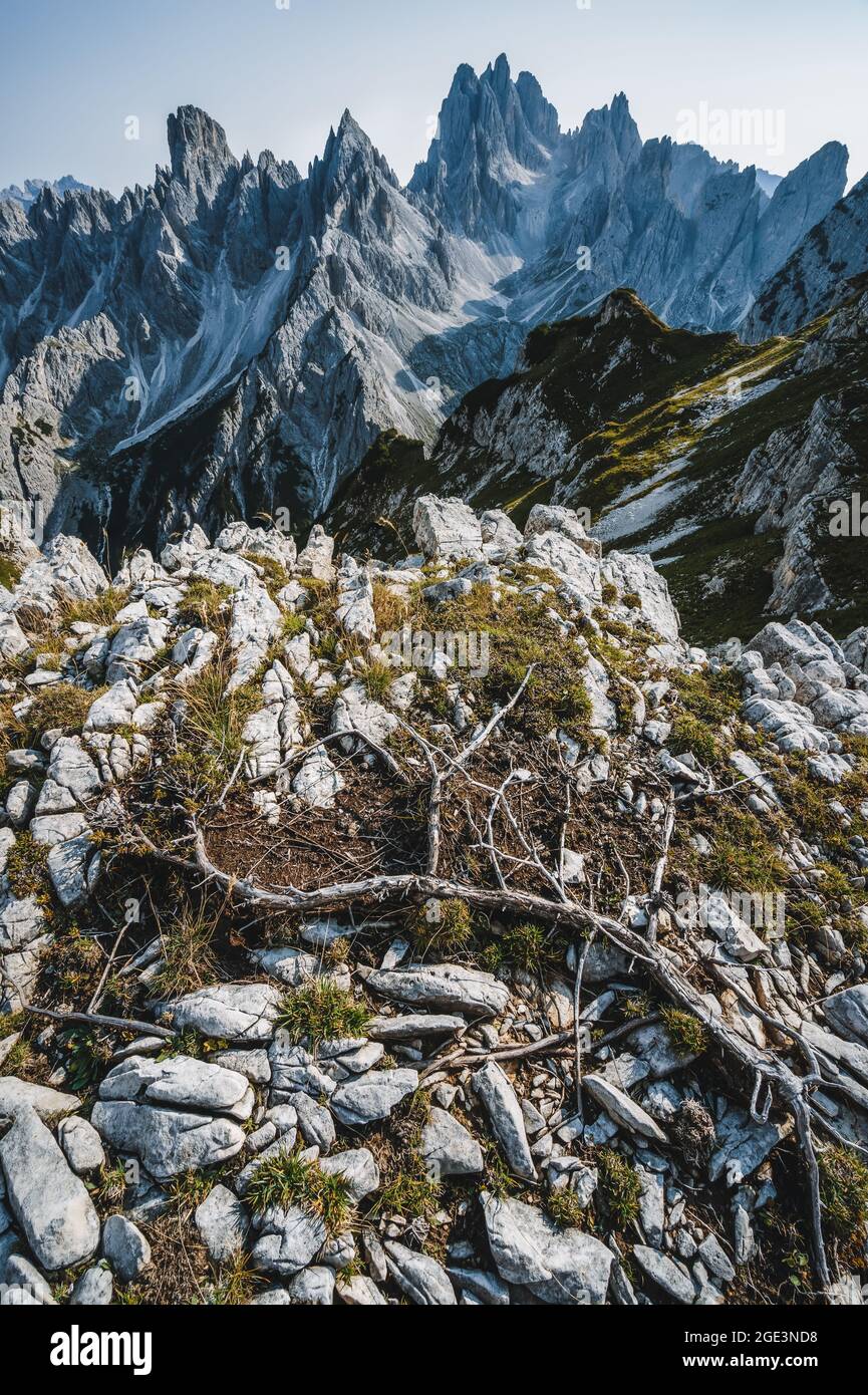 Una vista mozzafiato sul monte Cadini di Misurina nelle Alpi Italiane, Dolomiti. Pino che si posa sulle rocce in primo piano Foto Stock