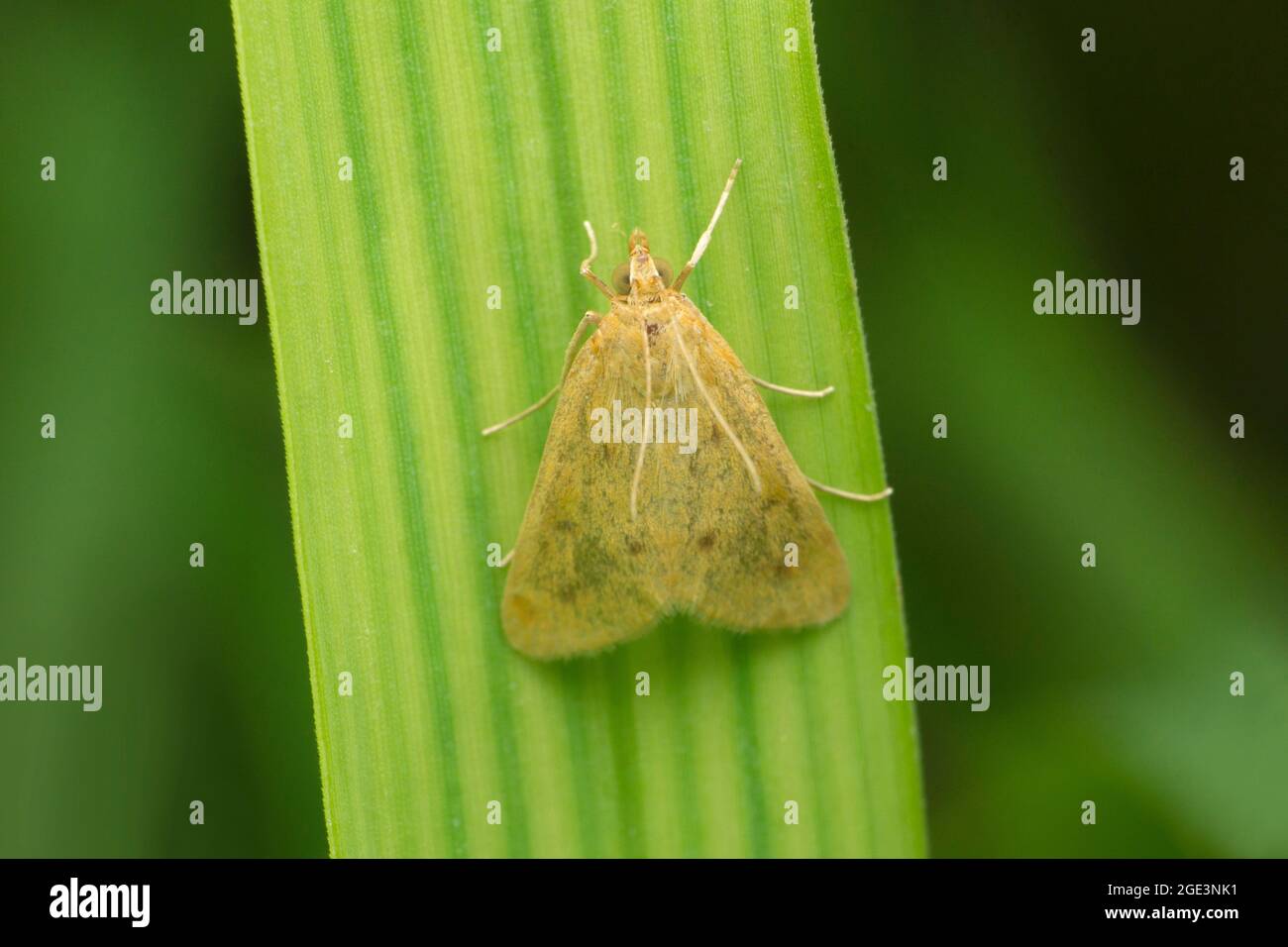Il germe di ciliegio è una specie di falena della famiglia Yponomeutidae, Yponomeuta evonymodella, Satara, Maharashtra, India Foto Stock