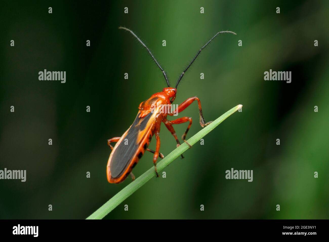 Assassin Bug, Pselliopus Species, Satara, Maharashtra, India Foto Stock