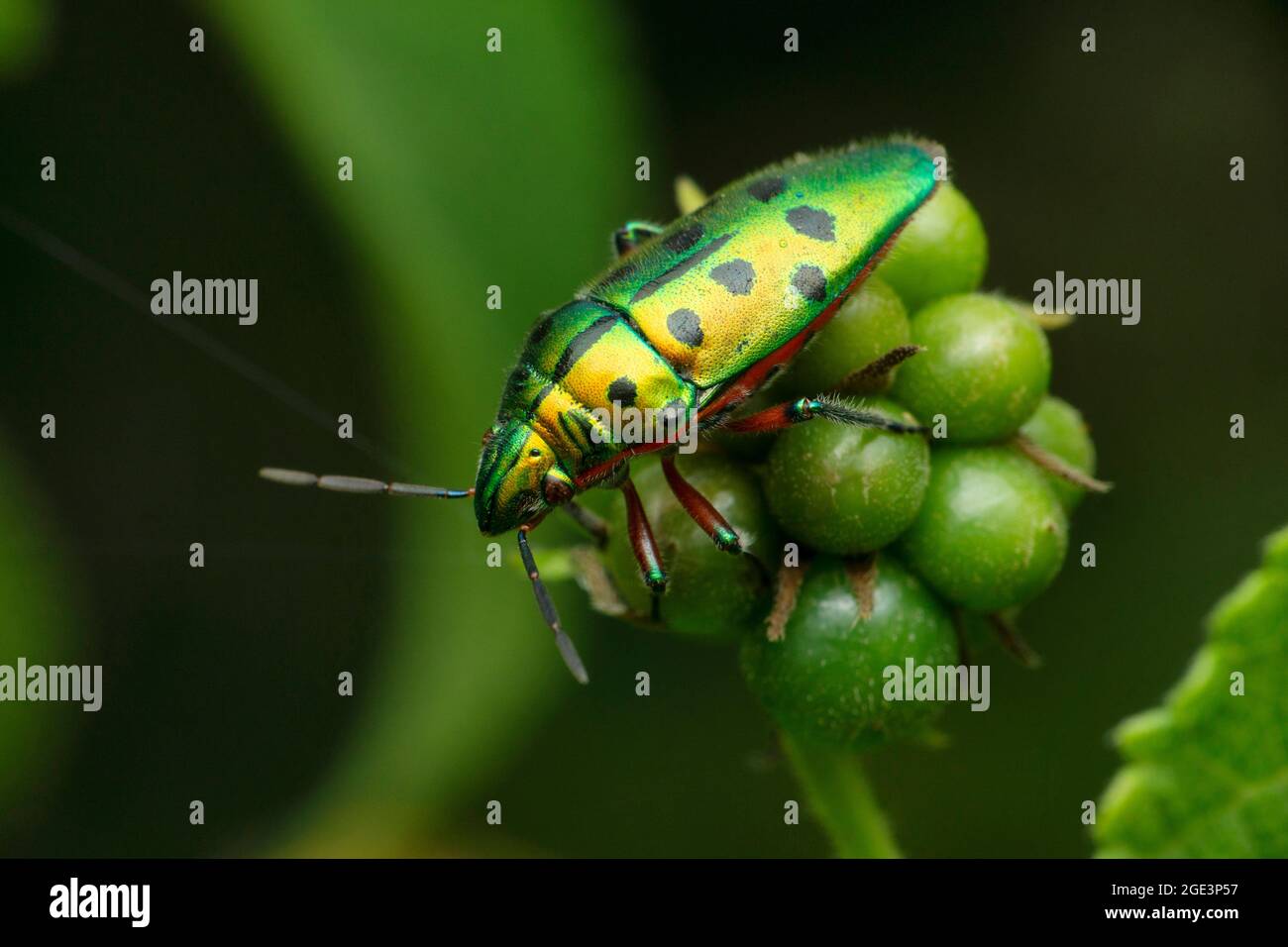 Insetti verdi del bug del gioiello, Scutiphora pedicellata, Satara, Maharashtra, India Foto Stock