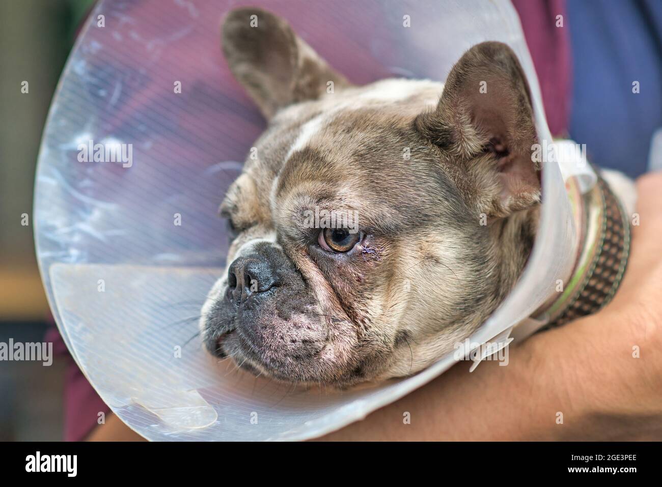 Occhio di cane con infortunio con punti sulla palpebra inferiore su merle francese Bulldog con cono protettivo Foto Stock