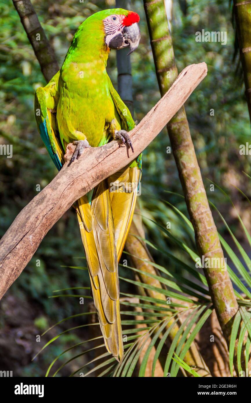 Grande macaw verde Ara ambiguus in Copan Ruinas, Honduras Foto Stock