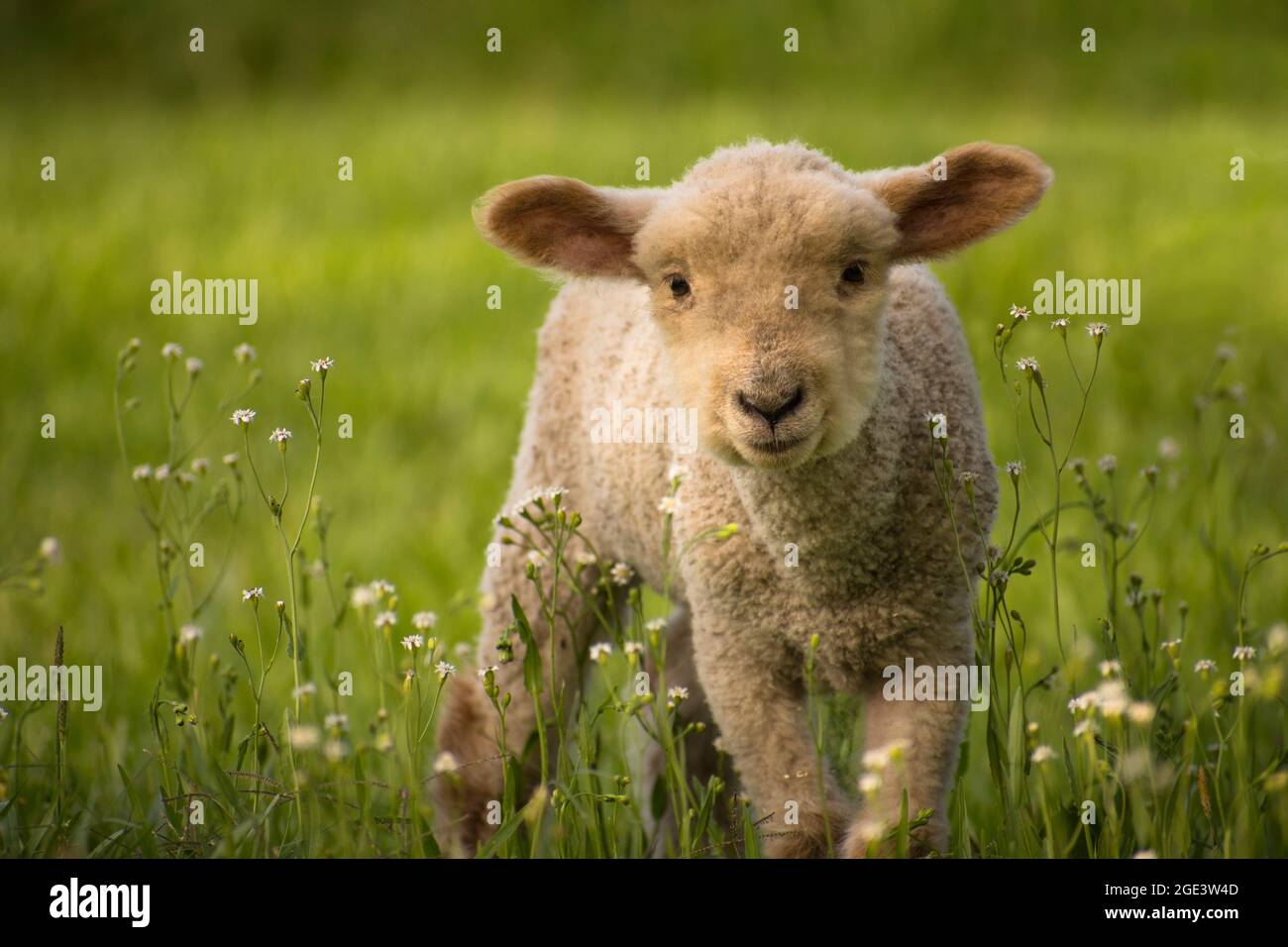 Allevamento di pecore, agnello, su un prato fiorito lookin alla macchina fotografica nella campagna di Buenos Aires, Argentina Foto Stock