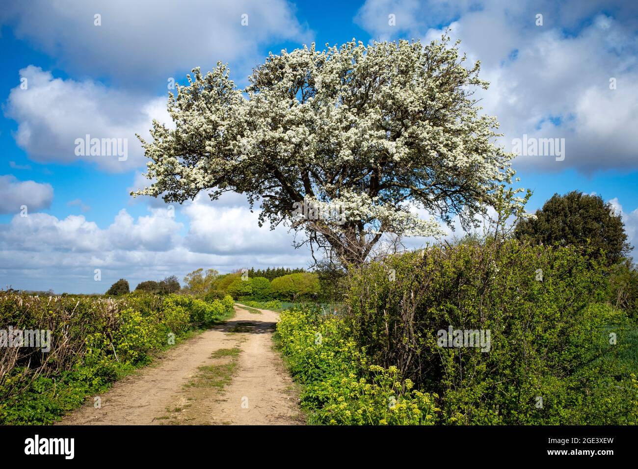 Albero di pero selvatico Foto Stock