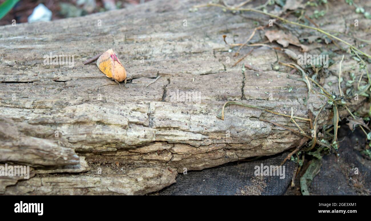 Questa bella falena di oakwood spinosa riposa pacificamente su un vecchio tronco di marciume nel sud-ovest del Missouri. Effetto bokeh. Foto Stock