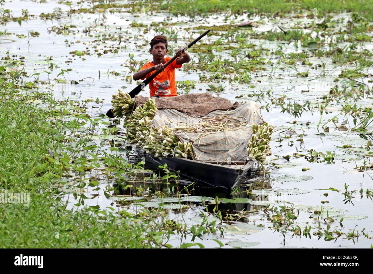 Agosto 16,2021, Dhaka, Bangladesh: Il giglio d'acqua è il fiore nazionale del Bangladesh. Il sostentamento di alcuni agricoltori delle zone umide si basa su fattorie di ninfee acquatiche Foto Stock
