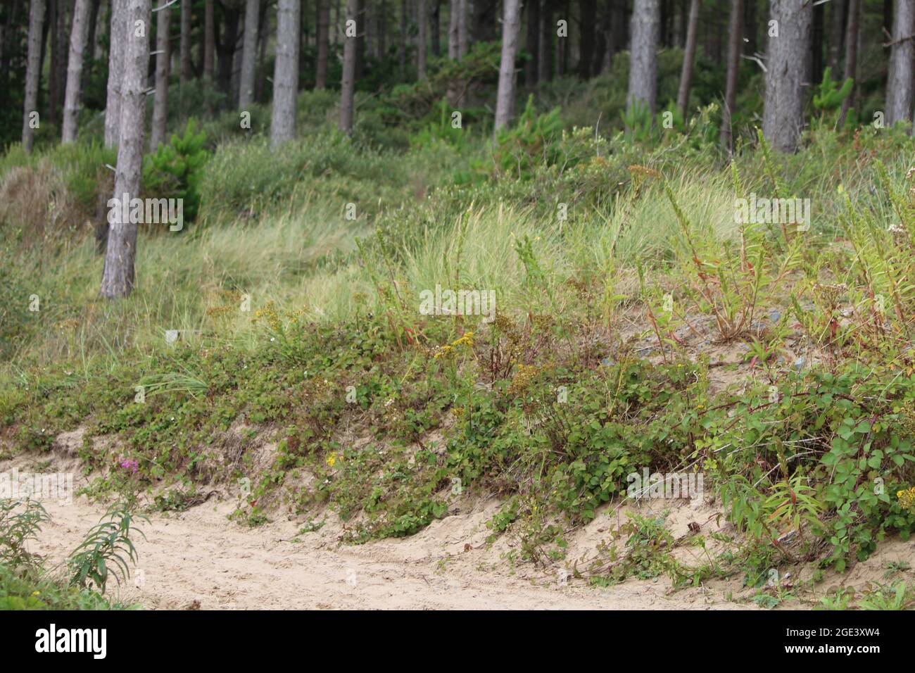 Newborough Forest in Anglesey Foto Stock