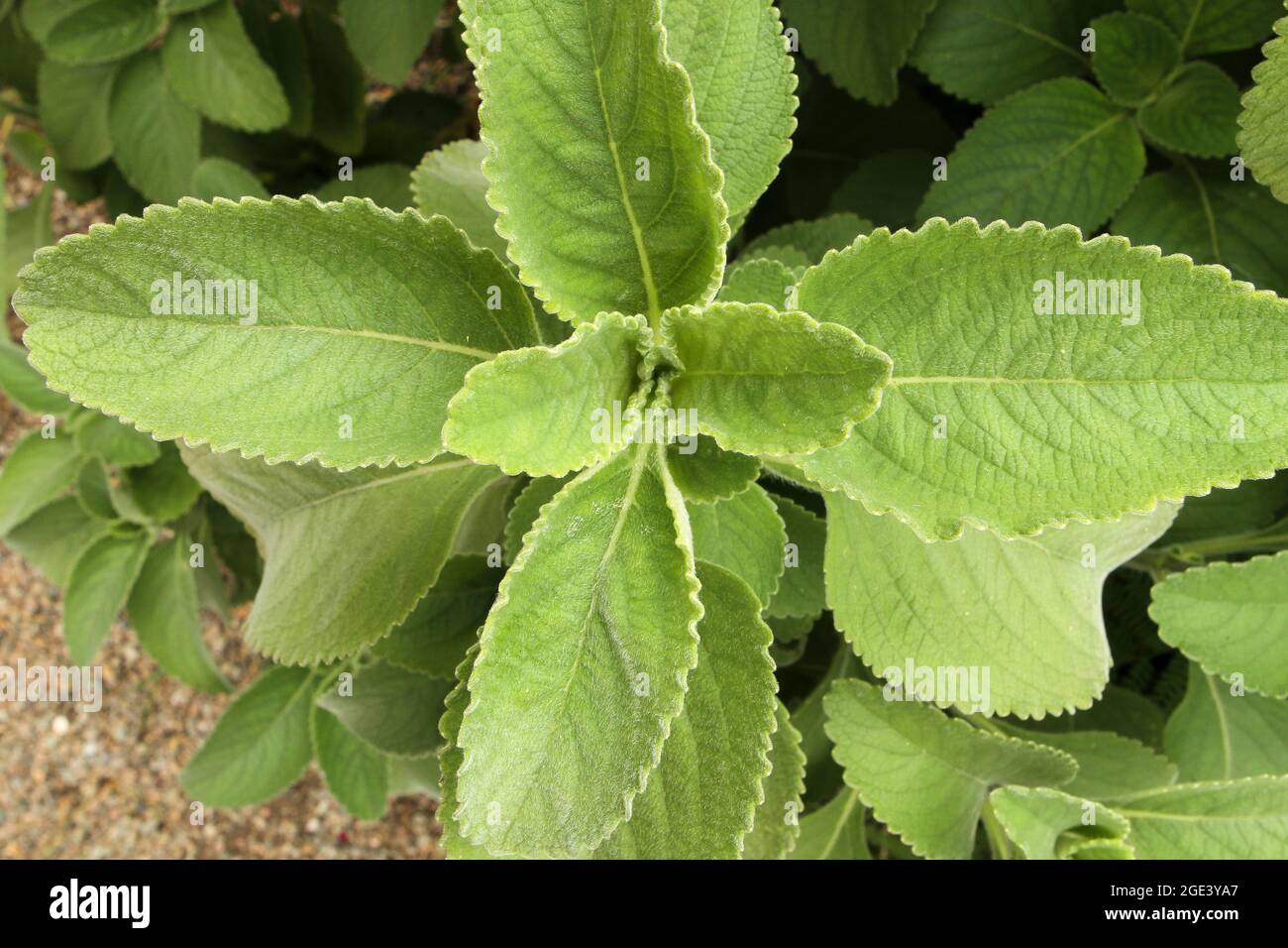 Boscaglia di Boldo (Peumus boldus) con le scanalature delle sue foglie e i  caratteristici capelli della pianta Foto stock - Alamy