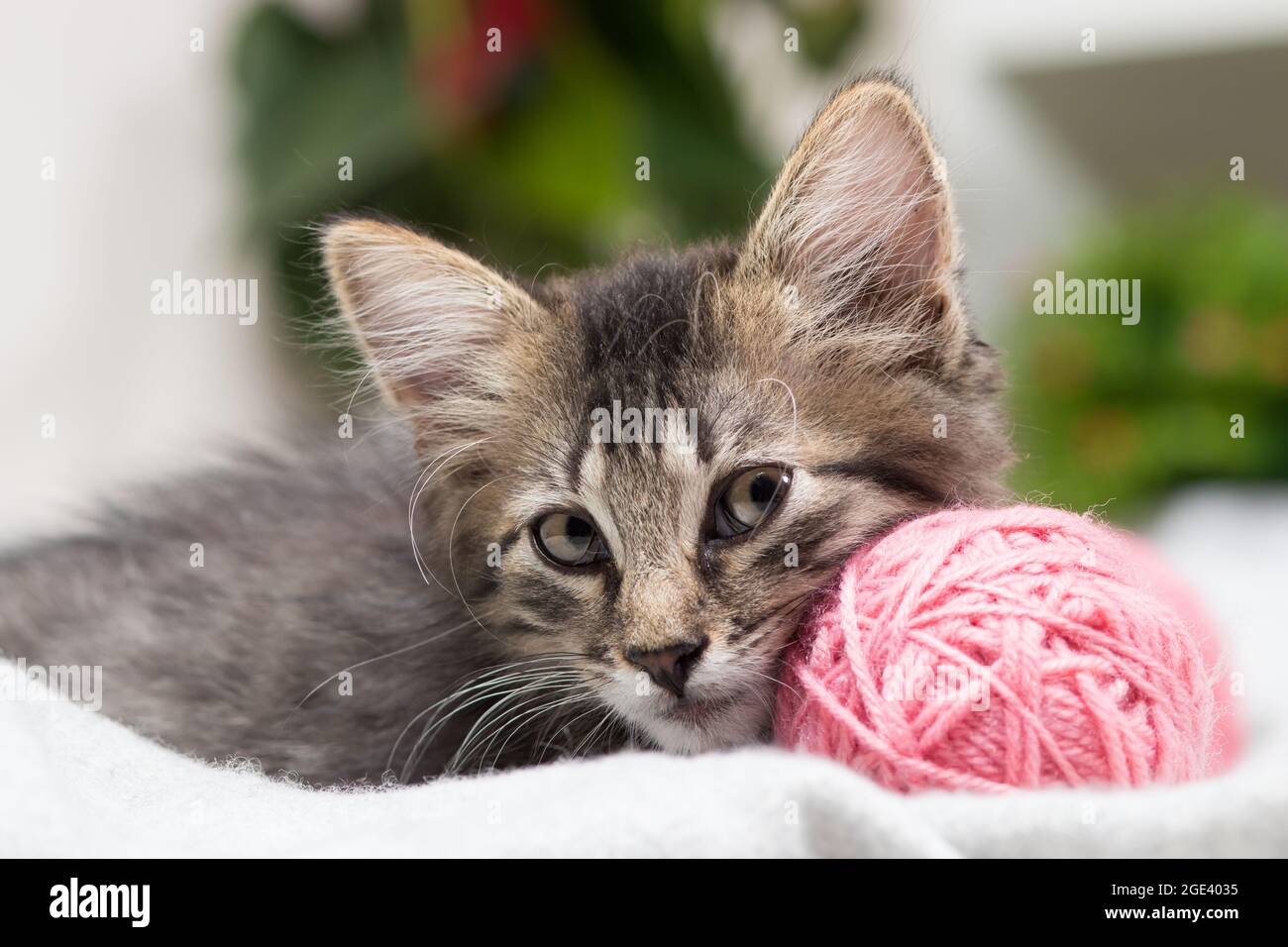 Un piccolo gattino grigio a righe soffici seduto accanto alla palla rosa di filo. Bella carta, calendario o copertina Foto Stock