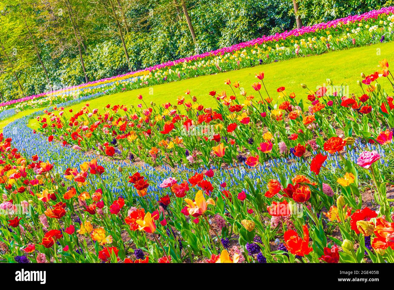 Tulipani e narcisi colorati di colore rosso e giallo viola nel parco dei tulipani di Keukenhof a Lisse, Olanda meridionale Foto Stock