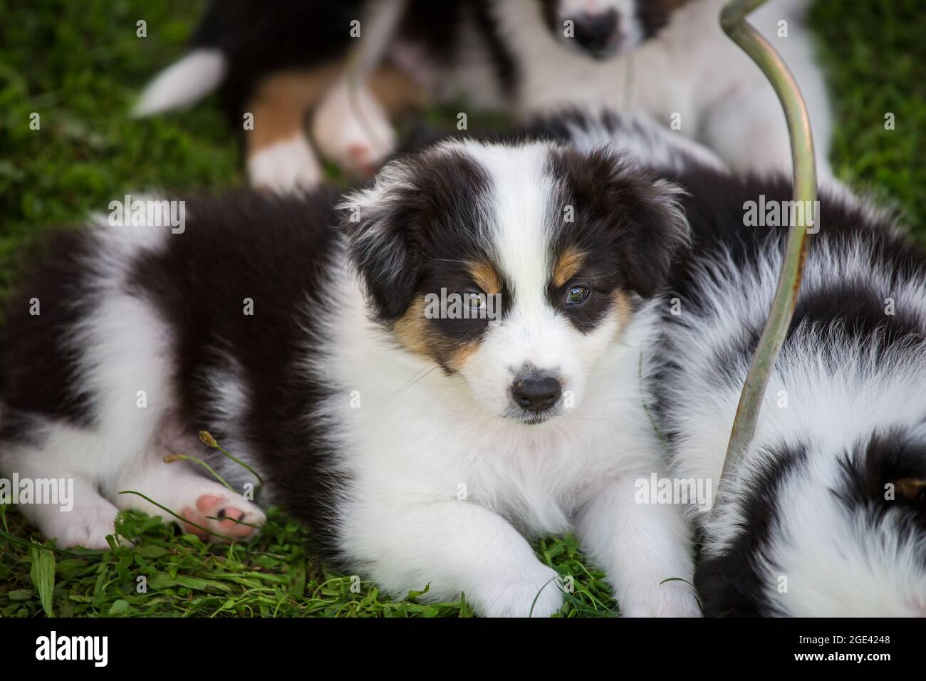 Pastore australiano cuccioli Foto Stock
